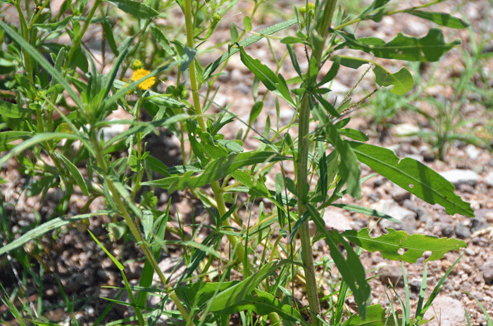 San Pedro Matchweed has green leaves up to 4 inches (10 cm) long; mostly lanceolate; leaf edges or margins typically without teeth or with small teeth; leaf surfaces sticky or viscid or resinous. Xanthocephalum gymnospermoides